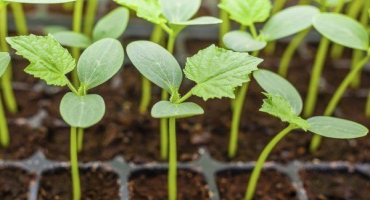 Jak a kdy zasadit okurky pro sazenice?